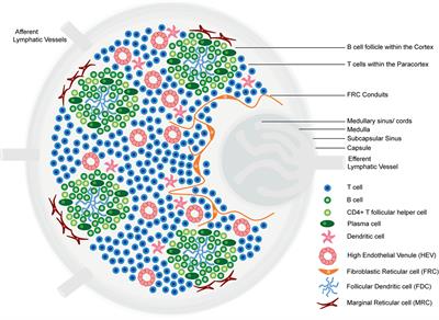 Tertiary Lymphoid Structures in Cancer: Drivers of Antitumor Immunity, Immunosuppression, or Bystander Sentinels in Disease?